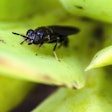 Black Soldier Fly