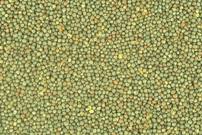 Canola Rapeseed