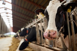 Dairy Cows Eating