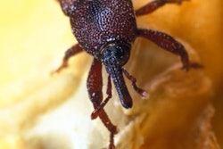 Fg maize Weevil