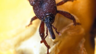 Fg maize Weevil