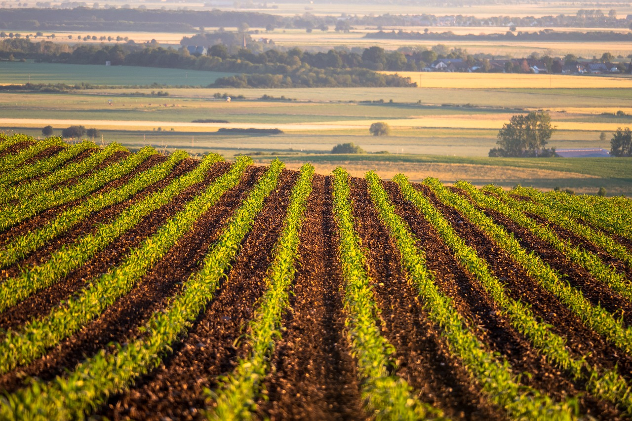 Field Corn Growing