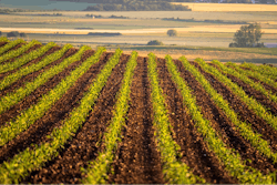 Field Corn Growing