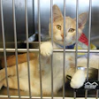 With rescue and shelter programs expanding across the U.S., some states want pet food companies to share in the financial burden.