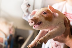 Piglet Vet Injection