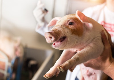 Piglet Vet Injection
