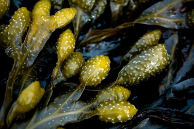 Seaweed Ascophyllum Nodosum