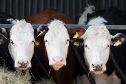 Three Cows Faces