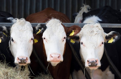 Three Cows Faces
