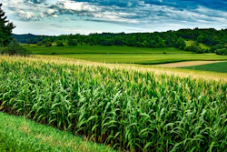 Wisconsin Corn Feild