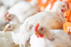 Broilers Big Dutchman