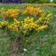 Caragana Shrub