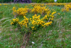 Caragana Shrub