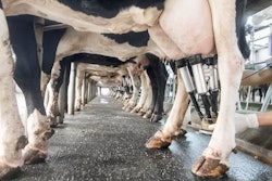 Dairy Milking