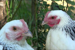 Low Res Illustration Poule Repos Vs Capture Inrae Bertin Arnould