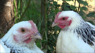 Low Res Illustration Poule Repos Vs Capture Inrae Bertin Arnould