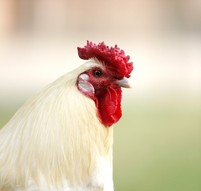 Rooster Closeup