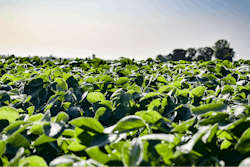 Sunny Soybean Field Growing