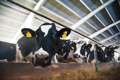Bw Dairy Cows Eating1
