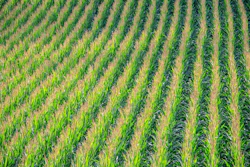 Cornfield 902877 1280
