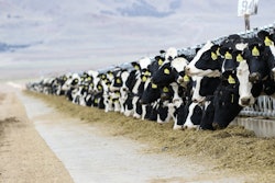 Cows 3576078 1280