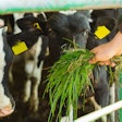 Feeding Grass Cows