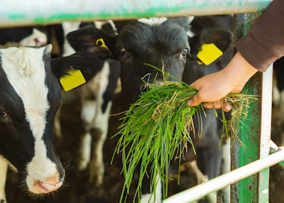 Feeding Grass Cows