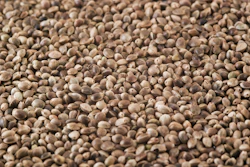 Hemp Seeds