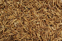 In January, Ynsect was granted authorization by AAFCO to use defatted mealworm proteins in dog food.