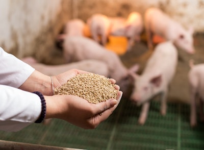 Piglets Feed