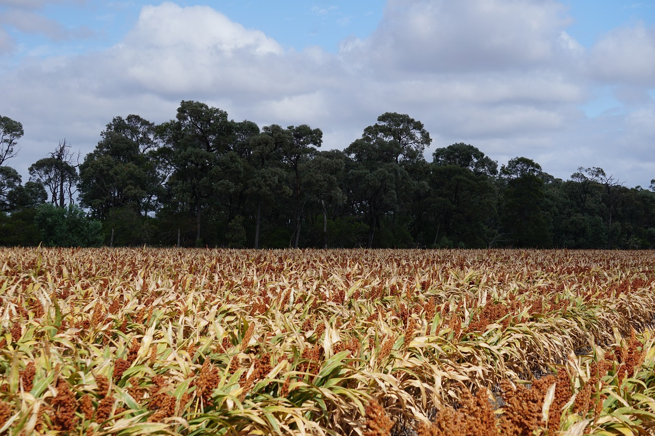 Sorghum 1568525 1280