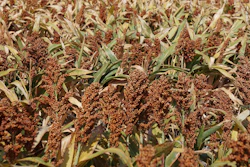 Sorghum In Field