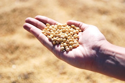 Soybean 1831704 1280