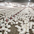 If there is no apparent health issue or water issue that would cause the feed conversion problem, the conversation turns to bird and poultry house environment management.