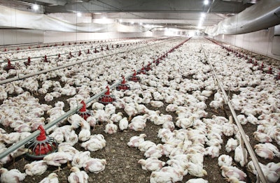If there is no apparent health issue or water issue that would cause the feed conversion problem, the conversation turns to bird and poultry house environment management.