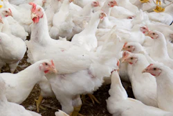 Broiler Kharhan Bigstock