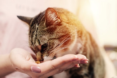 Denis Valakhanovich I Stock com Cat Being Fed By Hand