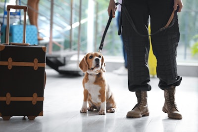 Beagle Brigade
