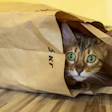 The pet food industry continues to focus on developing eco-friendly packaging options to minimize environmental impact and meet consumer demands for recyclable materials.