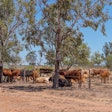 Cattle Under Shade Tree