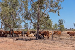 Cattle Under Shade Tree
