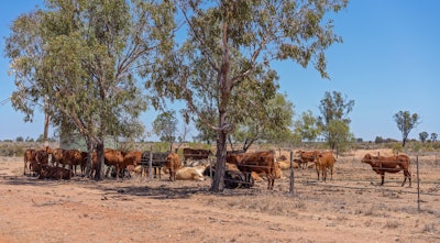 Cattle Under Shade Tree