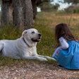 PROFECO's dog food quality study offers valuable insights for Mexican pet owners.
