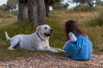 PROFECO's dog food quality study offers valuable insights for Mexican pet owners.