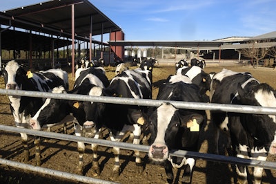 Dairy Cows Outside