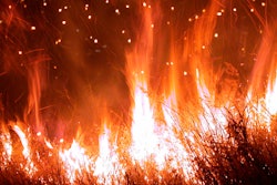 Forest Fire 5 1199575