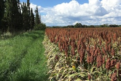 Sorghum Field Flowering Pixabay
