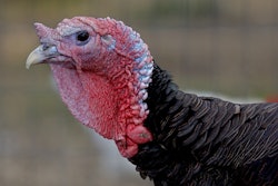 Turkey Head Side Profile
