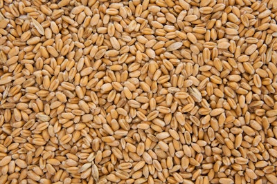 Wheat Grains (2)