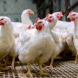 White Broiler Breeder Chickens